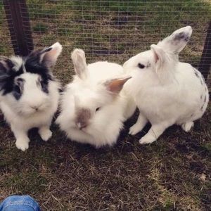 Meet your Posher, Norma